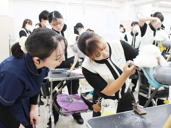 学校のモデル犬とトリミング実習☆